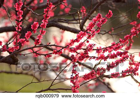 Plum flowers View Large Photo Image Stock Photo - Plum flowers. Fotosearch