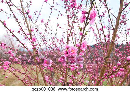 Plum flowers View Large Photo Image Stock Photograph - Plum flowers. Fotosearch