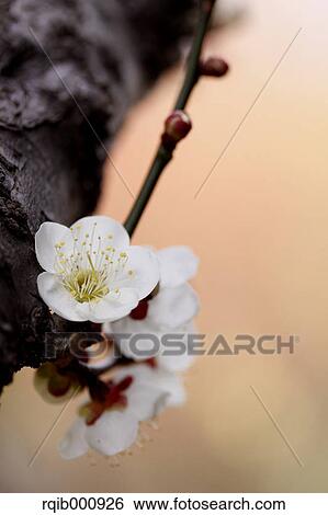 Plum flowers View Large Photo Image Stock Photograph - Plum flowers. Fotosearch