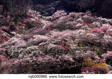 Stock Photograph - Plum flowers. Fotosearch