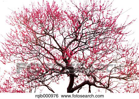 Stock Photograph - Plum flowers. Fotosearch