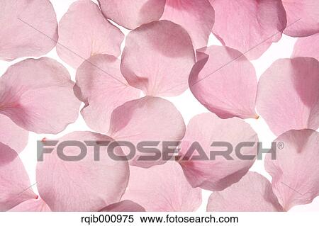 Stock Photography - Plum flowers. Fotosearch