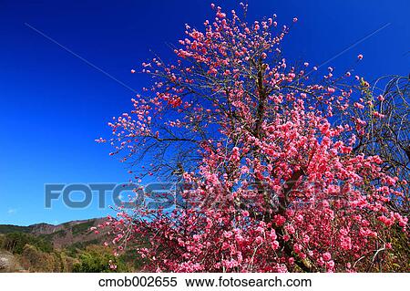Plum tree and blue sky in Koshu, Yamanashi Prefecture View Large Photo Image Stock Photography - Plum tree and blue sky in Koshu, Yamanashi Prefecture. Fotosearch