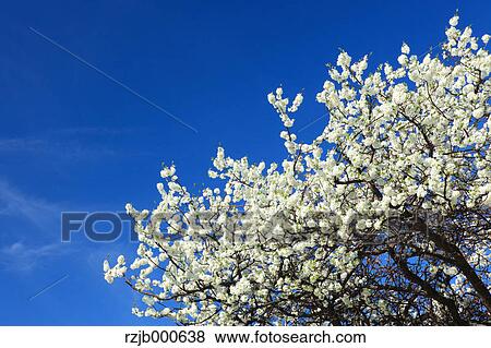 Plum tree and blue sky View Large Photo Image Stock Photo - Plum tree and blue sky. Fotosearch