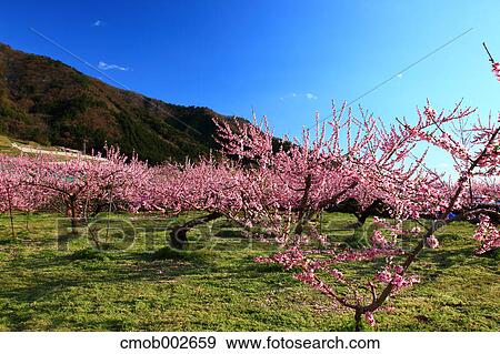 Plum trees and blue sky in Koshu, Yamanashi Prefecture View Large Photo Image Stock Photo - Plum trees and blue sky in Koshu, Yamanashi Prefecture. Fotosearch