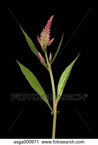 Plumed Cockscomb flowers on black background View Large Photo Image Stock Image - Plumed Cockscomb flowers on black background. Fotosearch