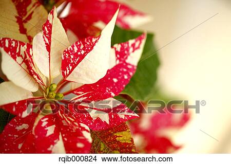 Poinsettia View Large Photo Image Picture - Poinsettia. Fotosearch