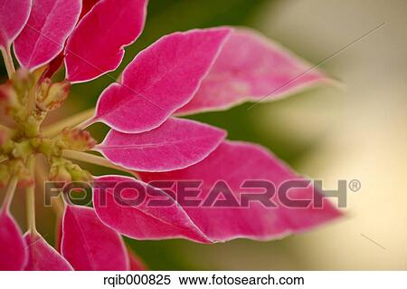 Stock Photography - Poinsettia. Fotosearch