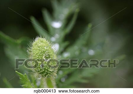 Poppy bud View Large Photo Image Stock Image - Poppy bud. Fotosearch