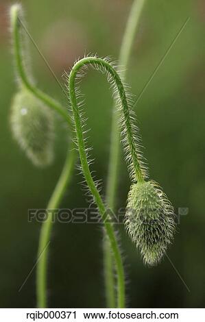 Poppy buds View Large Photo Image Stock Image - Poppy buds. Fotosearch