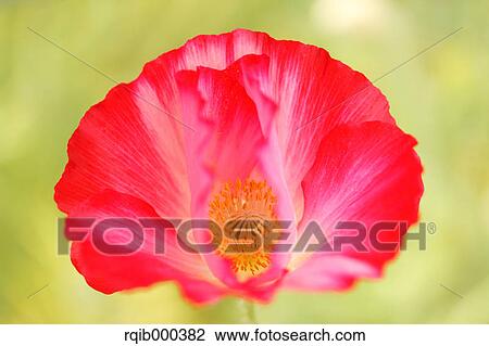 Stock Image - Poppy flower. Fotosearch