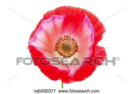 Poppy flower View Large Photo Image Stock Photo - Poppy flower. Fotosearch