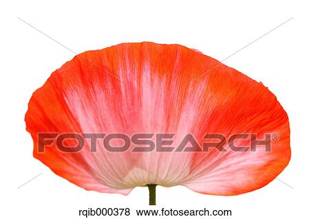 Poppy flower View Large Photo Image Stock Photo - Poppy flower. Fotosearch