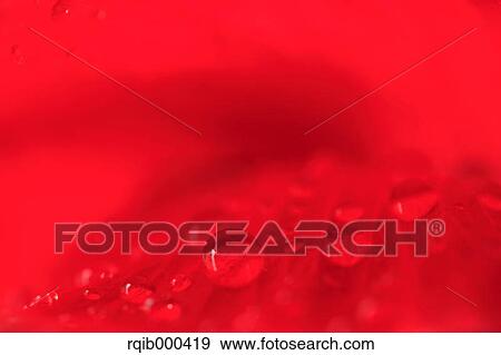 Poppy flower View Large Photo Image Stock Photo - Poppy flower. Fotosearch