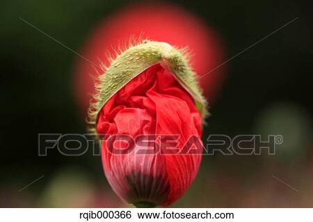 Poppy flower View Large Photo Image Stock Photograph - Poppy flower. Fotosearch