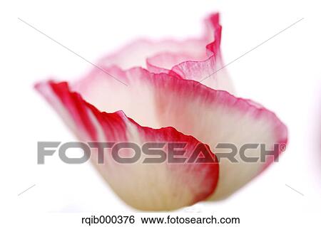 Stock Photograph - Poppy flower. Fotosearch