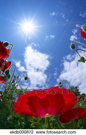Poppy flowers and blue sky View Large Photo Image Stock Image - Poppy flowers and blue sky. Fotosearch