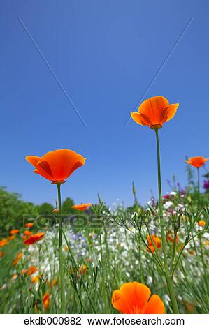 Poppy flowers and blue sky View Large Photo Image Stock Image - Poppy flowers and blue sky. Fotosearch