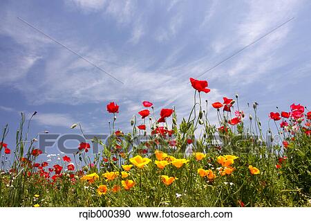 Poppy flowers and blue sky View Large Photo Image Stock Image - Poppy flowers and blue sky. Fotosearch