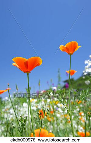 Poppy flowers and blue sky View Large Photo Image Stock Photo - Poppy flowers and blue sky. Fotosearch