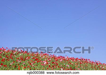 Poppy flowers and blue sky View Large Photo Image Stock Photo - Poppy flowers and blue sky. Fotosearch