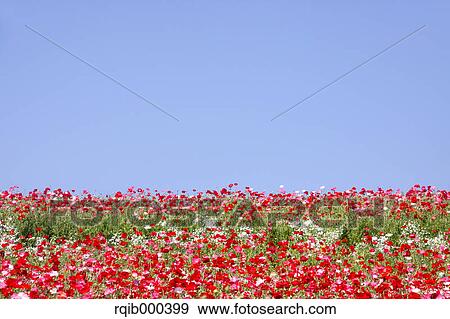 Stock Photo - Poppy flowers and blue sky. Fotosearch
