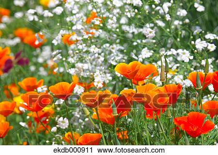 Poppy flowers View Large Photo Image Stock Image - Poppy flowers. Fotosearch