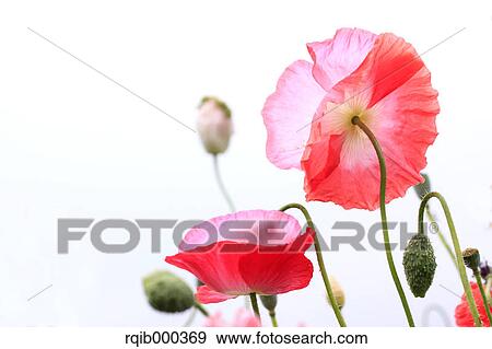 Poppy flowers View Large Photo Image Stock Photo - Poppy flowers. Fotosearch