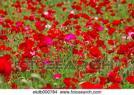 Picture - Poppy flowers, Tokyo Prefecture. Fotosearch