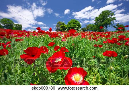 Poppy flowers, Tokyo Prefecture View Large Photo Image Stock Image - Poppy flowers, Tokyo Prefecture. Fotosearch