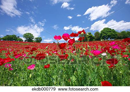 Stock Photo - Poppy flowers, Tokyo Prefecture. Fotosearch