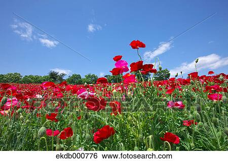 Poppy flowers, Tokyo Prefecture View Large Photo Image Stock Photograph - Poppy flowers, Tokyo Prefecture. Fotosearch