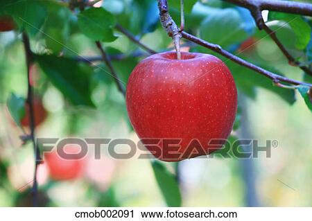 Red apple View Large Photo Image Stock Image - Red apple. Fotosearch