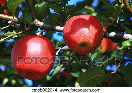 Red apples View Large Photo Image Picture - Red apples. Fotosearch