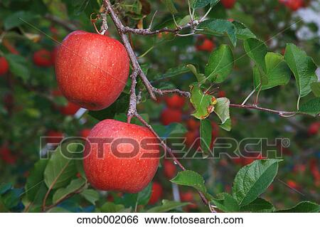 Stock Photograph - Red apples. Fotosearch