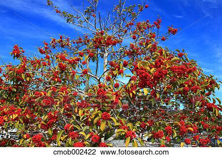 Red berries and blue sky View Large Photo Image Stock Image - Red berries and blue sky. Fotosearch