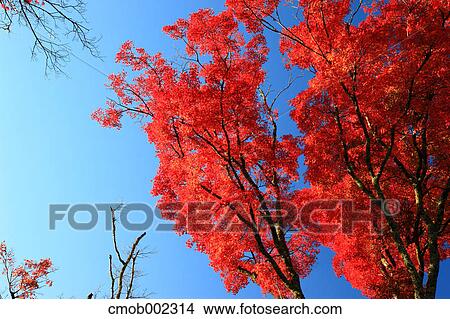 Red leaves and blue sky View Large Photo Image Picture - Red leaves and blue sky. Fotosearch