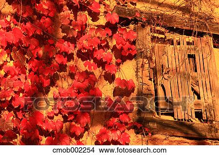Red leaves and brick wall with wooden window, Yamanashi Prefecture View Large Photo Image Picture - Red leaves and brick wall with wooden window, Yamanashi Prefecture. Fotosearch