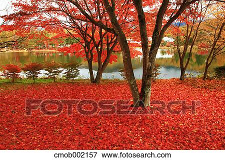 Red maple leaves on the ground at Lake Tateshina, Nagano Prefecture View Large Photo Image Stock Photo - Red maple leaves on the ground at Lake Tateshina, Nagano Prefecture. Fotosearch