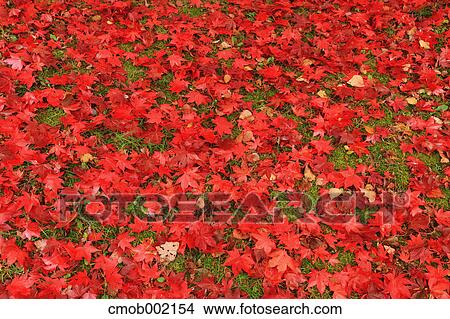 Red maple leaves on the ground View Large Photo Image Picture - Red maple leaves on the ground. Fotosearch