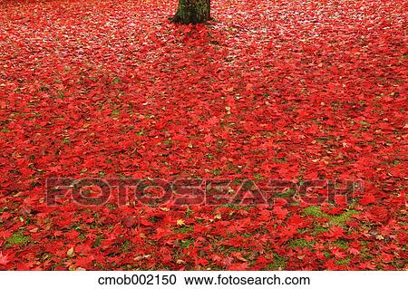 Red maple leaves on the ground View Large Photo Image Stock Image - Red maple leaves on the ground. Fotosearch