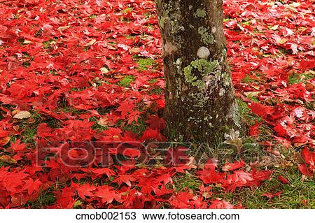 Stock Image - Red maple leaves on the ground. Fotosearch