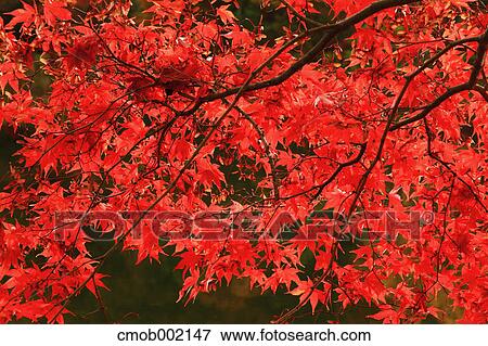 Red maple leaves View Large Photo Image Stock Photo - Red maple leaves. Fotosearch