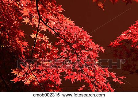 Red maple leaves View Large Photo Image Stock Photography - Red maple leaves. Fotosearch
