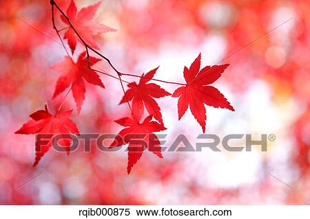Stock Photography - Red maple leaves. Fotosearch