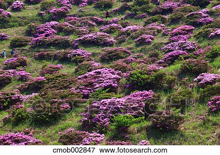 Rhododendron field at Sensui gorge, Kumamoto Prefecture View Large Photo Image Stock Photo - Rhododendron field at Sensui gorge, Kumamoto Prefecture. Fotosearch
