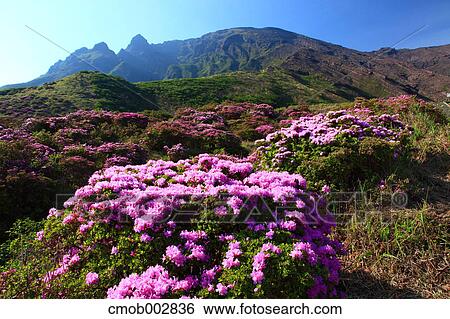 Rhododendron field at Sensui gorge, Kumamoto Prefecture View Large Photo Image Stock Photograph - Rhododendron field at Sensui gorge, Kumamoto Prefecture. Fotosearch