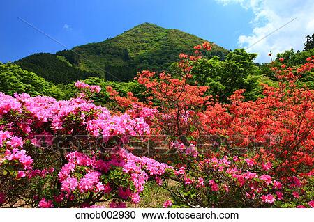 Rhododendron flowers, Nagasaki Prefecture View Large Photo Image Stock Image - Rhododendron flowers, Nagasaki Prefecture. Fotosearch