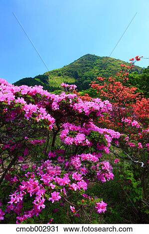 Rhododendron flowers, Nagasaki Prefecture View Large Photo Image Stock Image - Rhododendron flowers, Nagasaki Prefecture. Fotosearch