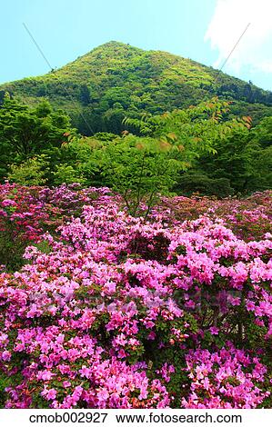 Stock Photo - Rhododendron flowers, Nagasaki Prefecture. Fotosearch